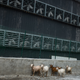Goats from a nearby village walk next to cooling fans.